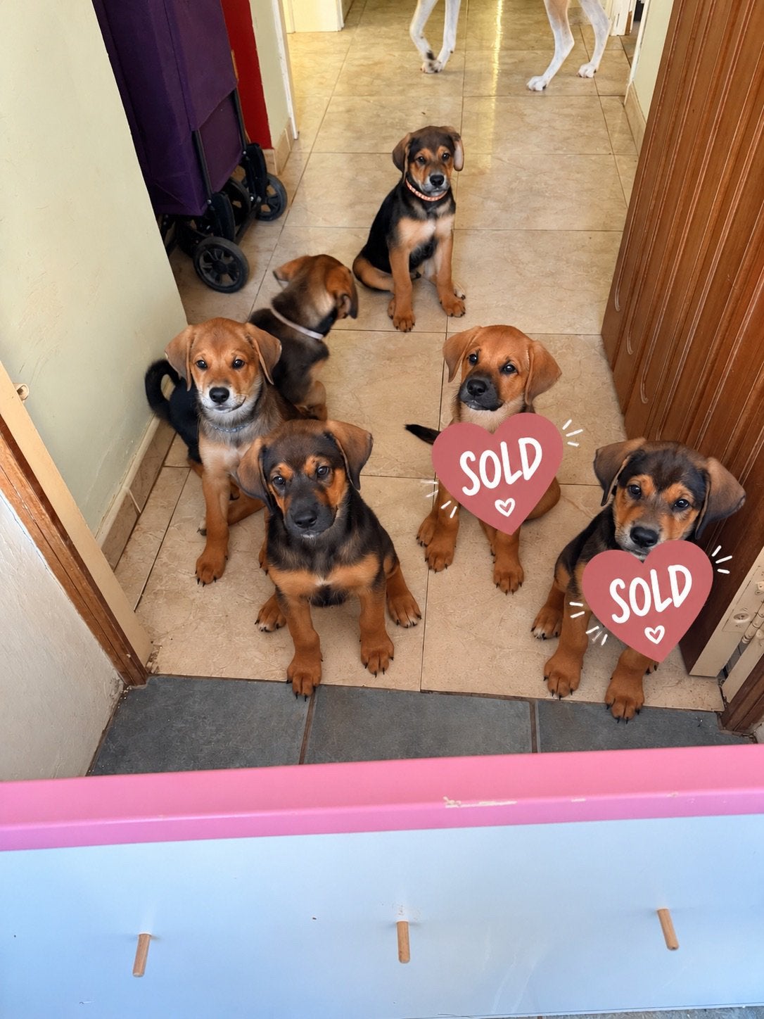 kruisting Akita Inu - Dobermann puppy’s – Den Haag, Dieren en Toebehoren, Parvo, Overige rassen, 8 tot 15 weken, Meerdere