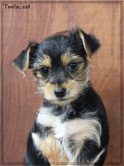 Lieve Morkie pup te koop., Nederland, Overige rassen, 8 tot 15 weken, Teef