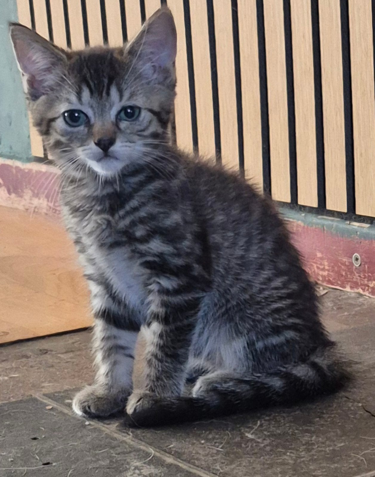kitten meisje, Poes, Langharig, 0 tot 2 jaar