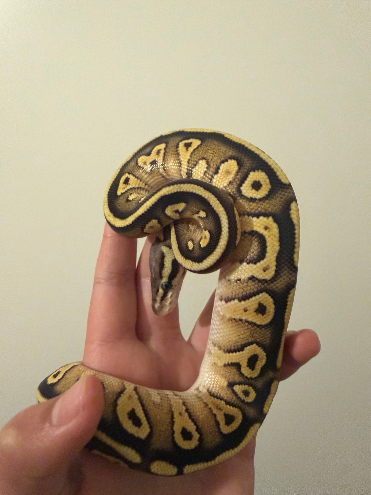 0.1 Ballpython / Regius Ball Python photo 2