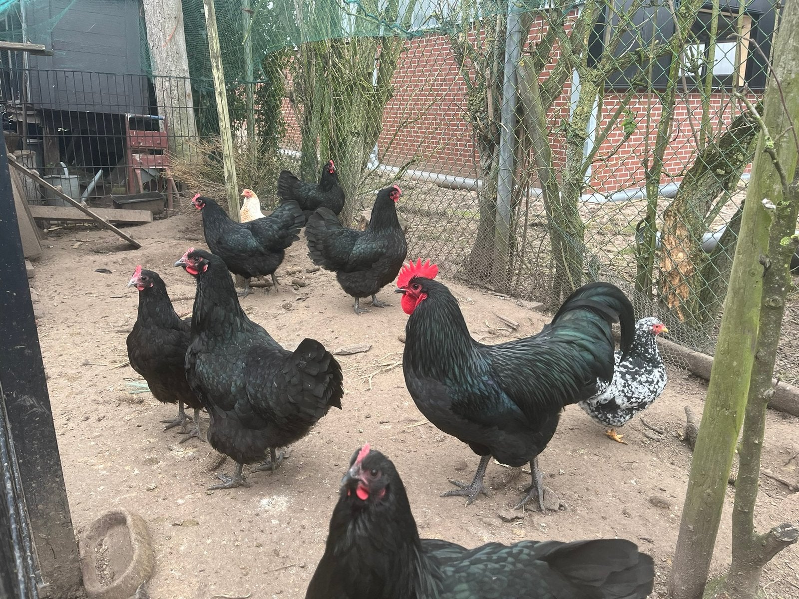 Australorp haan, Dieren en Toebehoren, Mannelijk, Kip