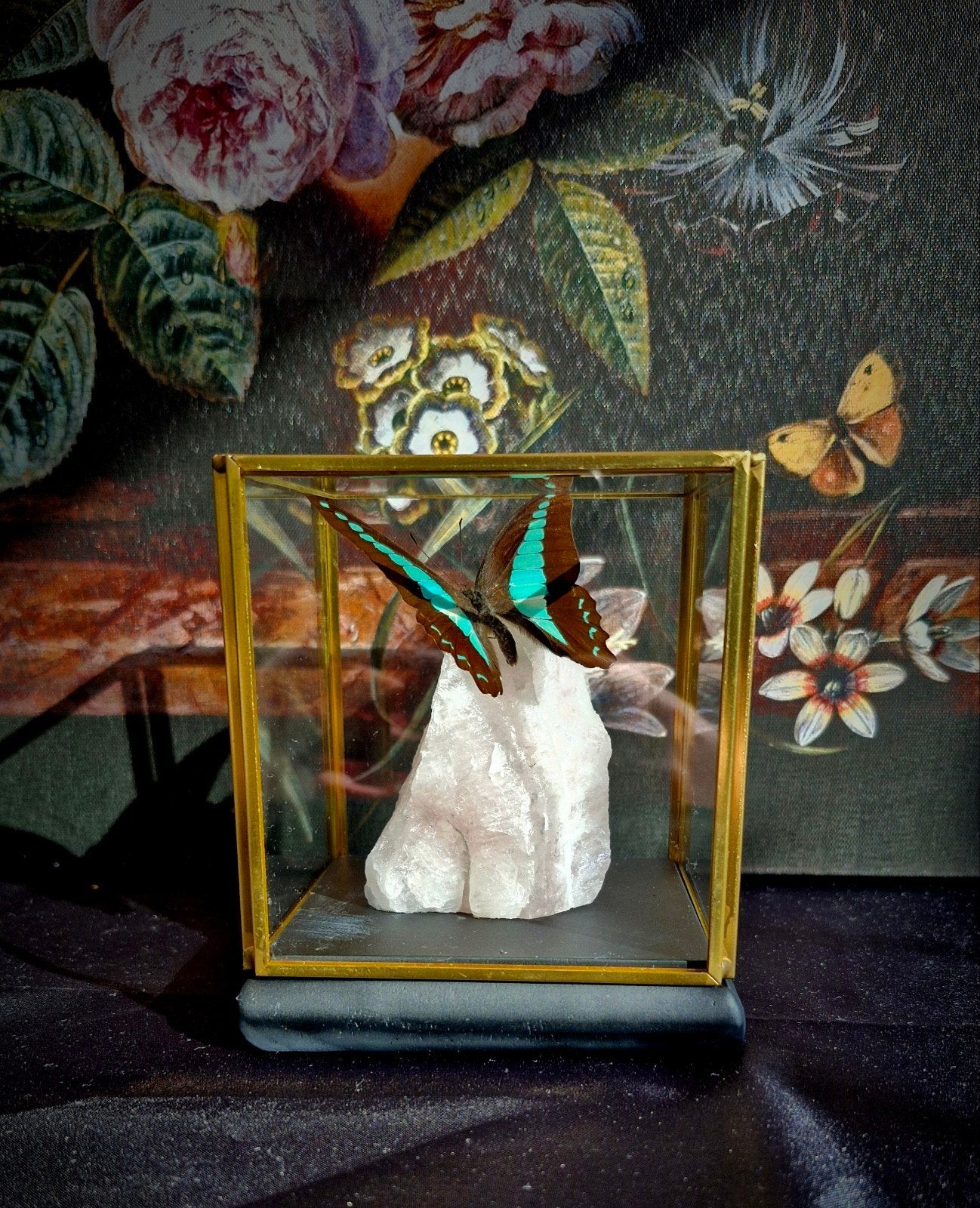 Opgezette vlinders, mineralen,  stolp, Ophalen, Nieuw, Insect, Opgezet dier