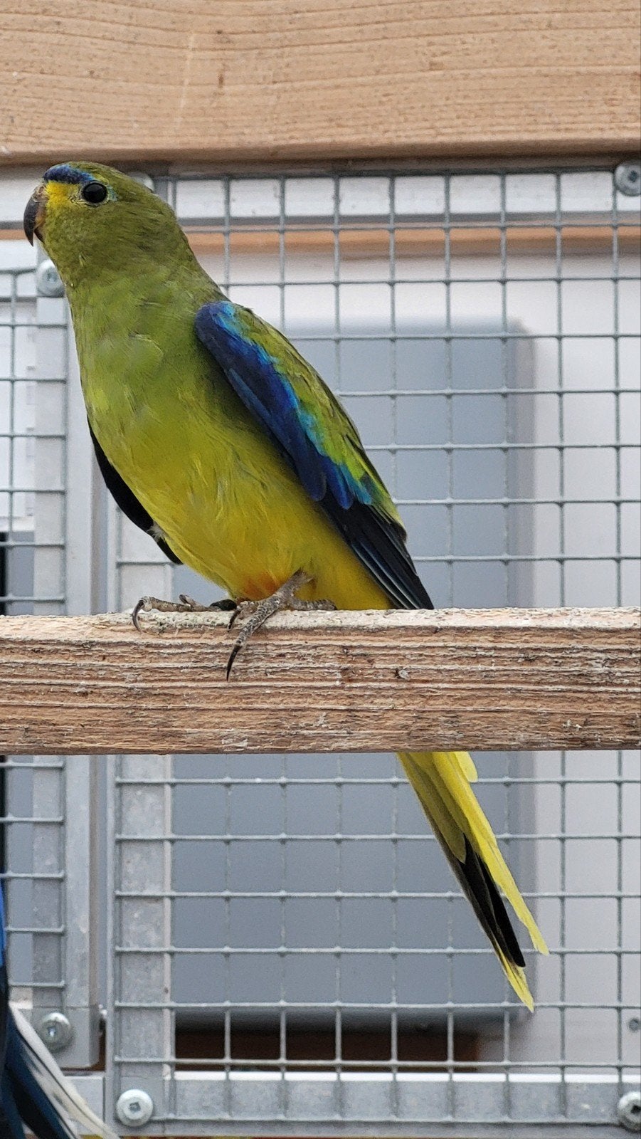 elegant / eleganten, Dieren en Toebehoren, Mannelijk, Parkiet, Geringd