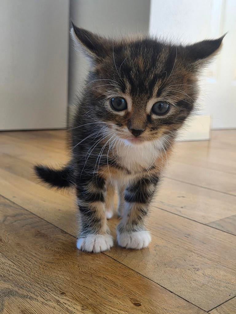 Maine coon x europese korthaar kitten
