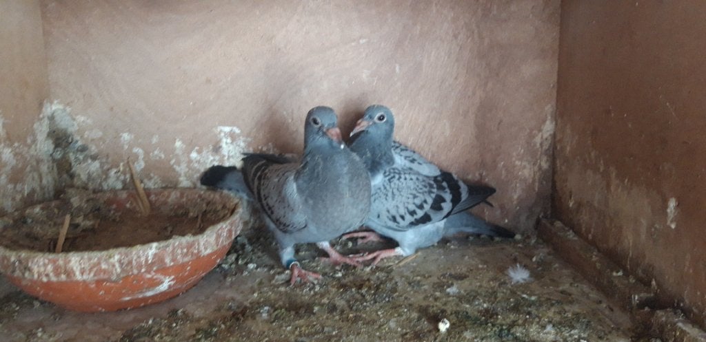 Jonge postduiven, Dieren en Toebehoren, Vogels | Duiven, Meerdere dieren, Postduif