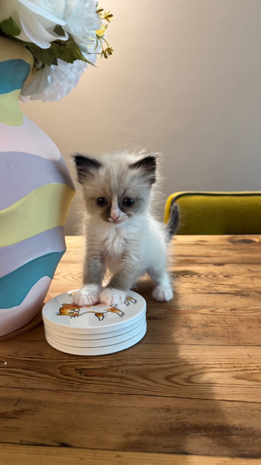 Raszuivere Ragdoll kittens, Meerdere dieren, Ontwormd, 0 tot 2 jaar