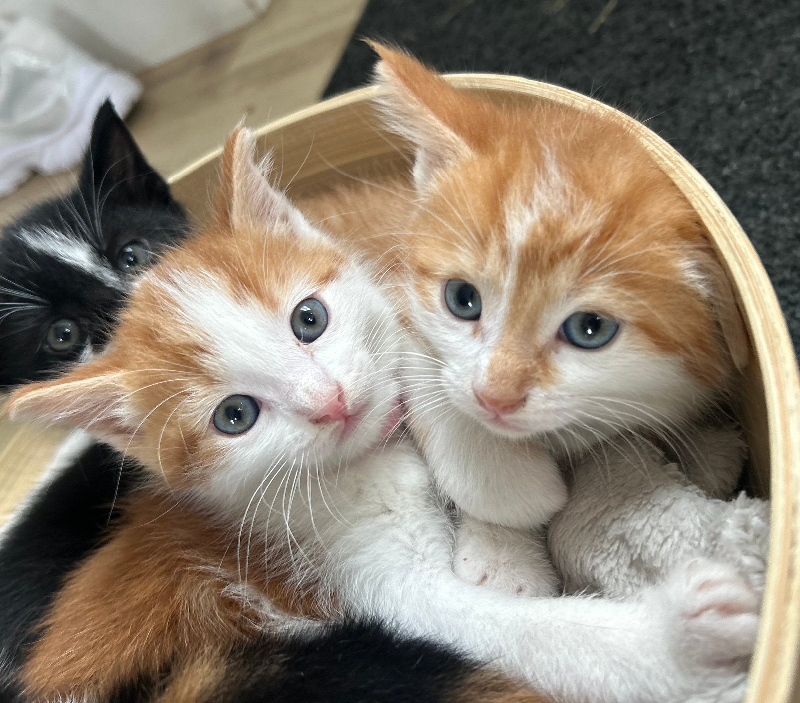 2 kittens roodharig, Meerdere dieren