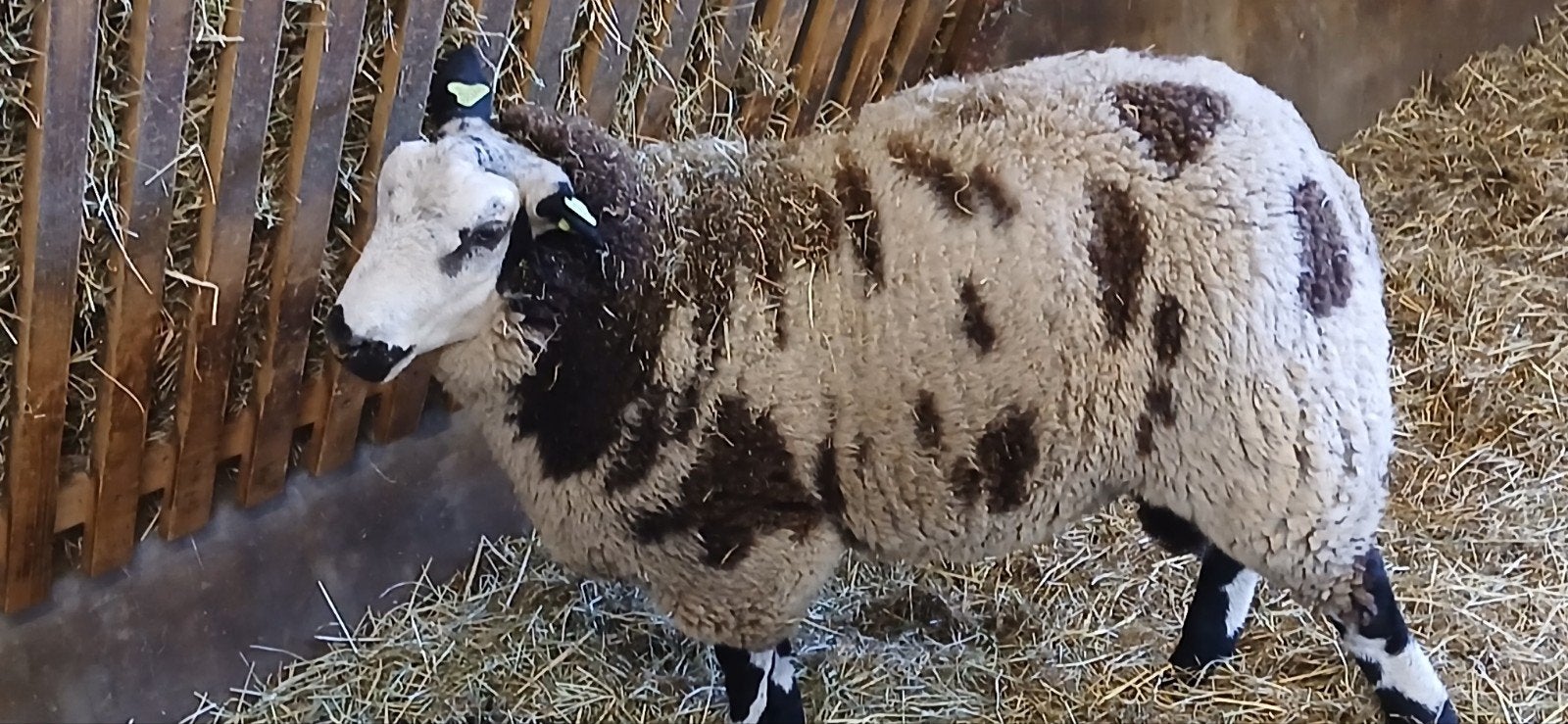 Te koop beste bonte dekram, Dieren en Toebehoren, Schapen, Geiten en Varkens, Mannelijk, Schaap, 0 tot 2 jaar
