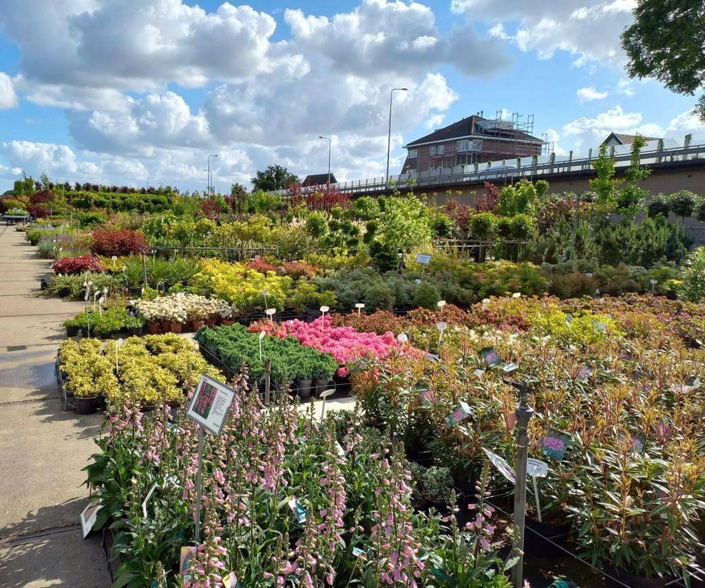 kwekerij tuinplanten in Boskoop voor hovenier en particulier, Tuin en Terras, Planten | Tuinplanten, Overige soorten, Volle zon
