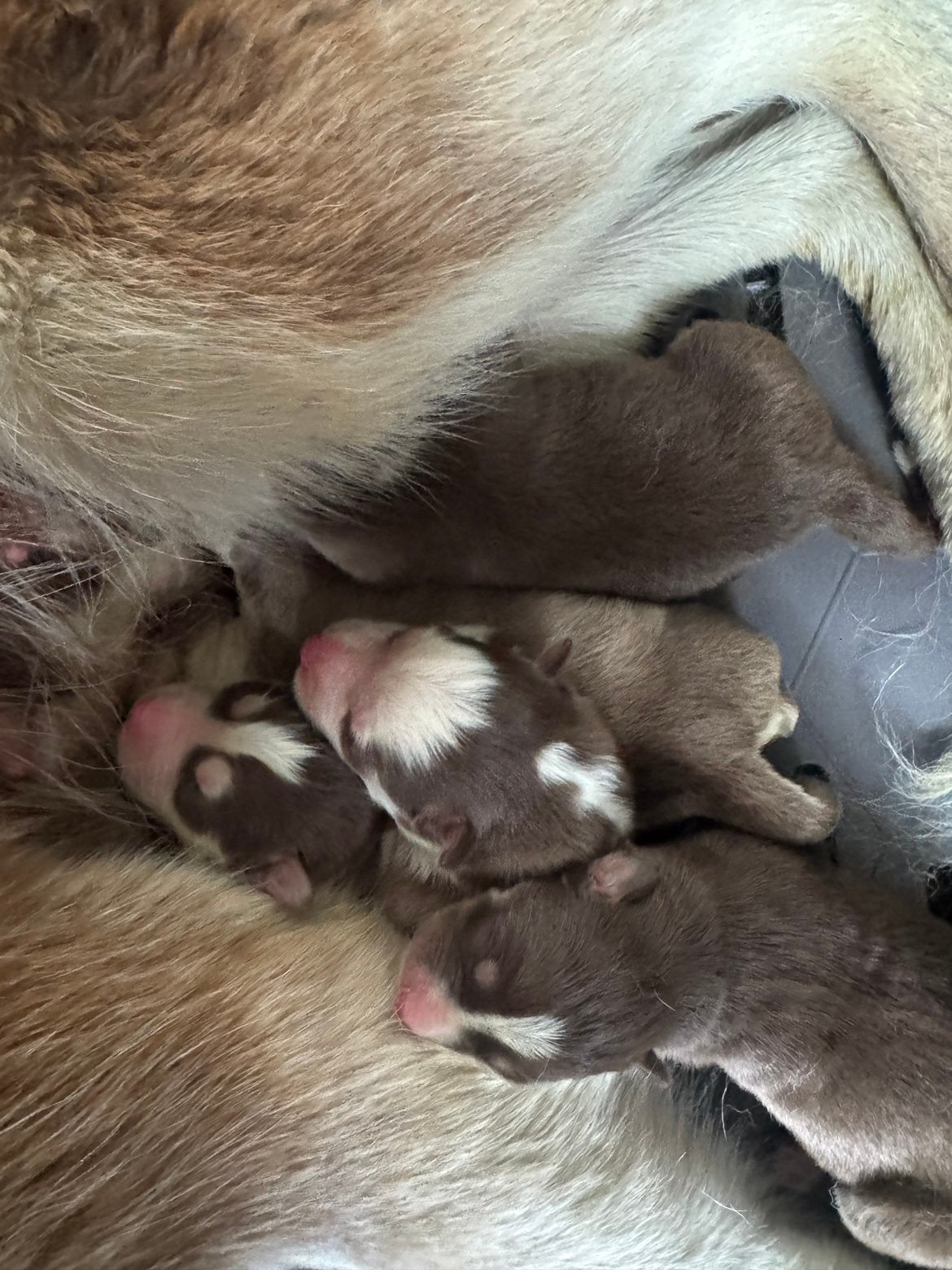 F4 Pomsky pups ter resevering (nog 4 reutjes beschikbaar), Dieren en Toebehoren, Honden | Poolhonden, Keeshonden en Oertypen, 8 tot 15 weken