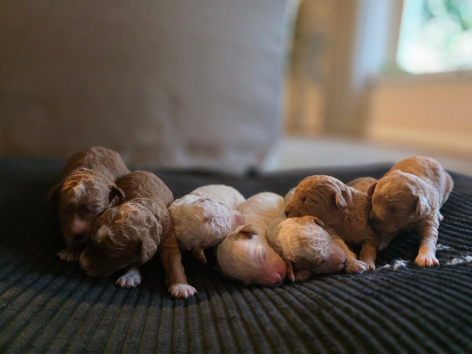 Bernedoodle pups, Dieren en Toebehoren, Honden | Retrievers, Spaniëls en Waterhonden, Overige rassen, 8 tot 15 weken, Meerdere