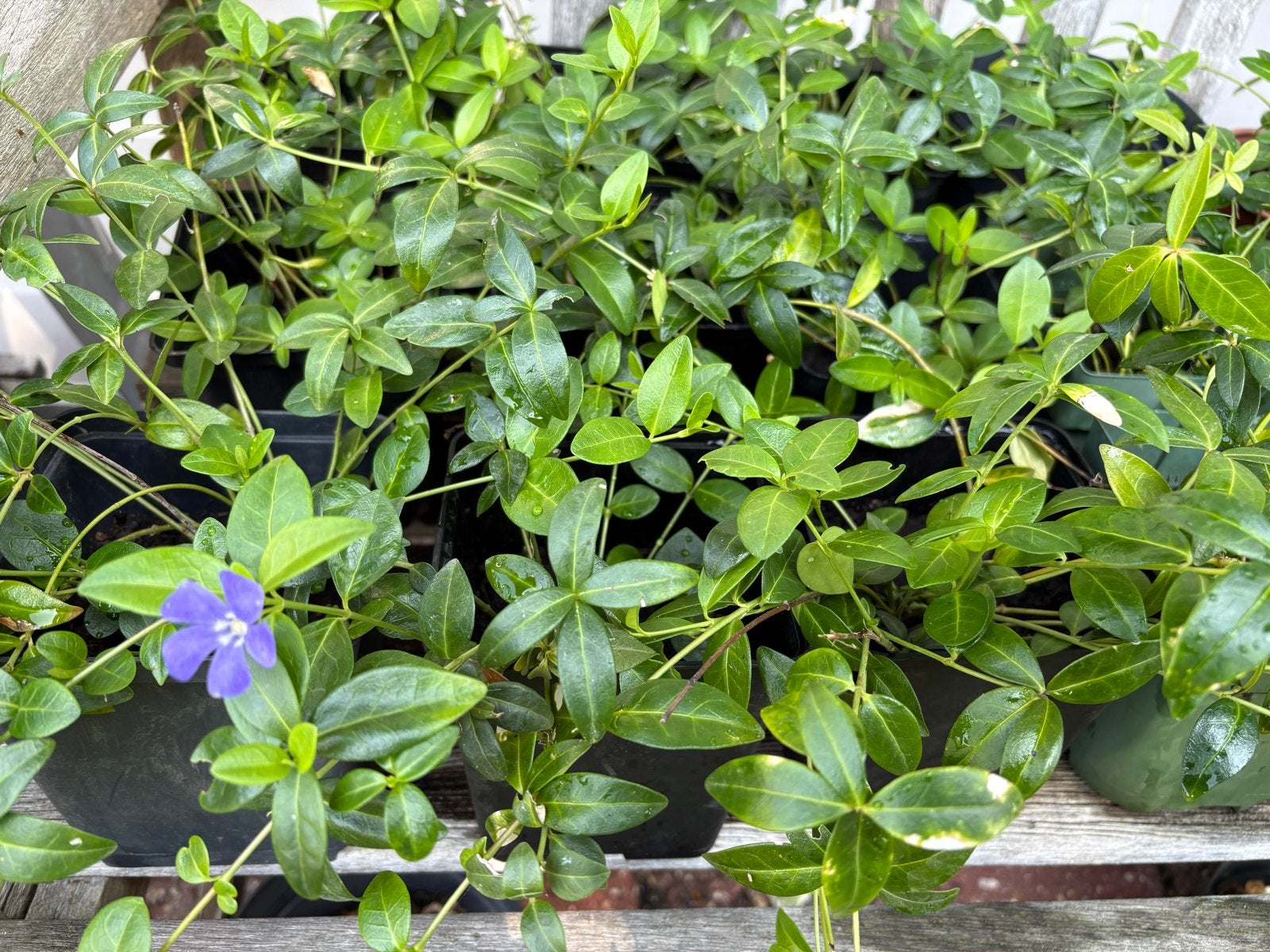 Maagdenpalm (Vinca Minor) - Bodembedekker, Ophalen, Bodembedekkers, Vaste plant, Halfschaduw