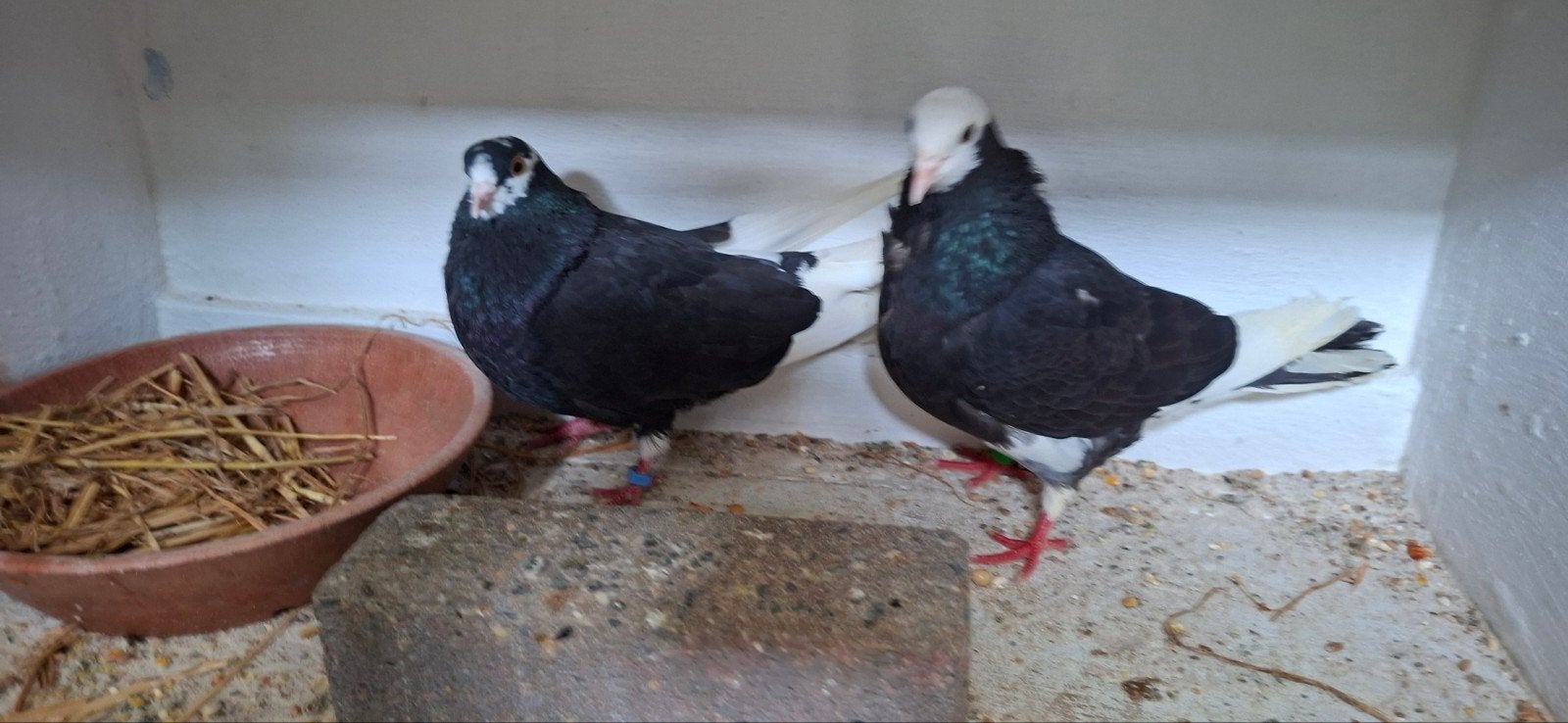 Te koop sierduiven Birmingham rollers, Meerdere dieren, Tuimelaar of Roller