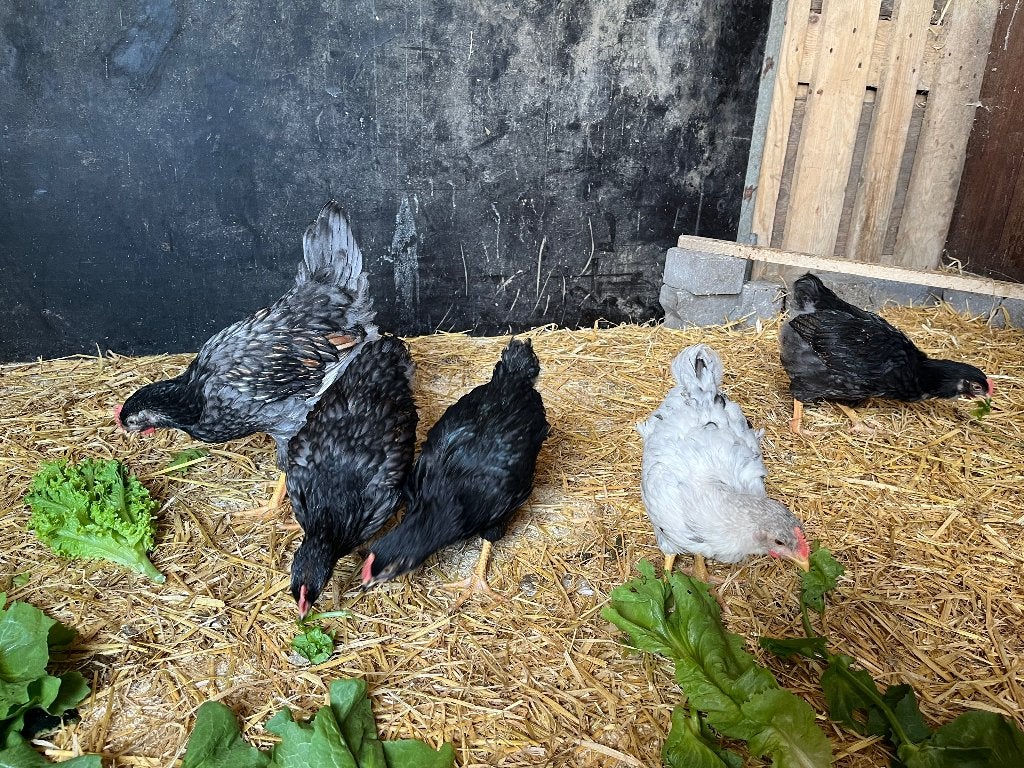 Barnevelder hanen, Dieren en Toebehoren, Pluimvee, Mannelijk, Kip