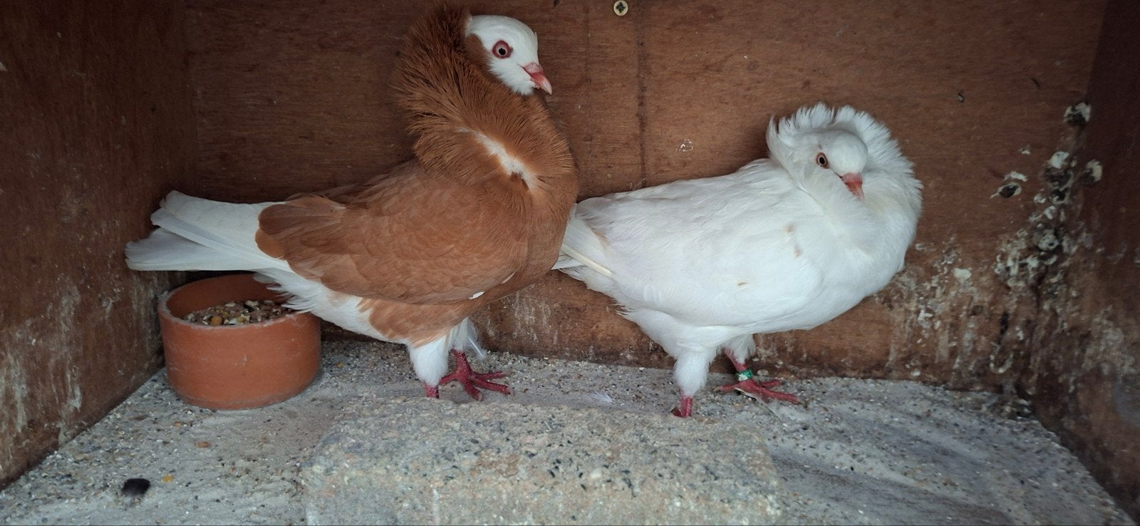te koop sierduiven Oudhollands kapucijnen duiven, Dieren en Toebehoren, Meerdere dieren, Overige soorten
