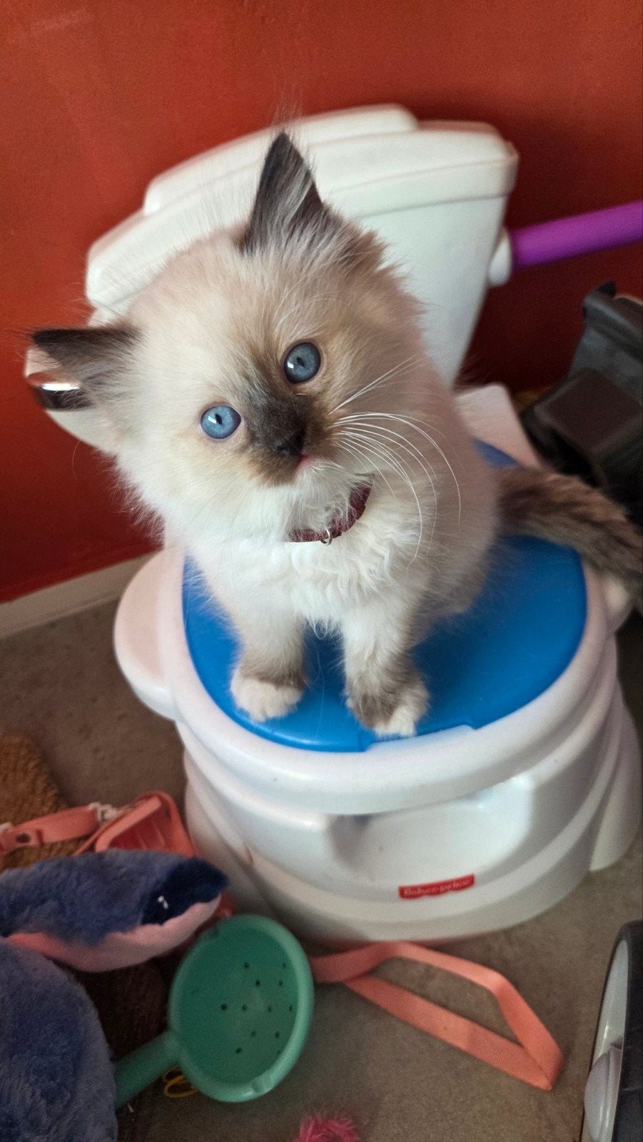 knuffel ragdolls kittens uit geteste ouders met stamboom, Meerdere dieren, Met stamboom, 0 tot 2 jaar
