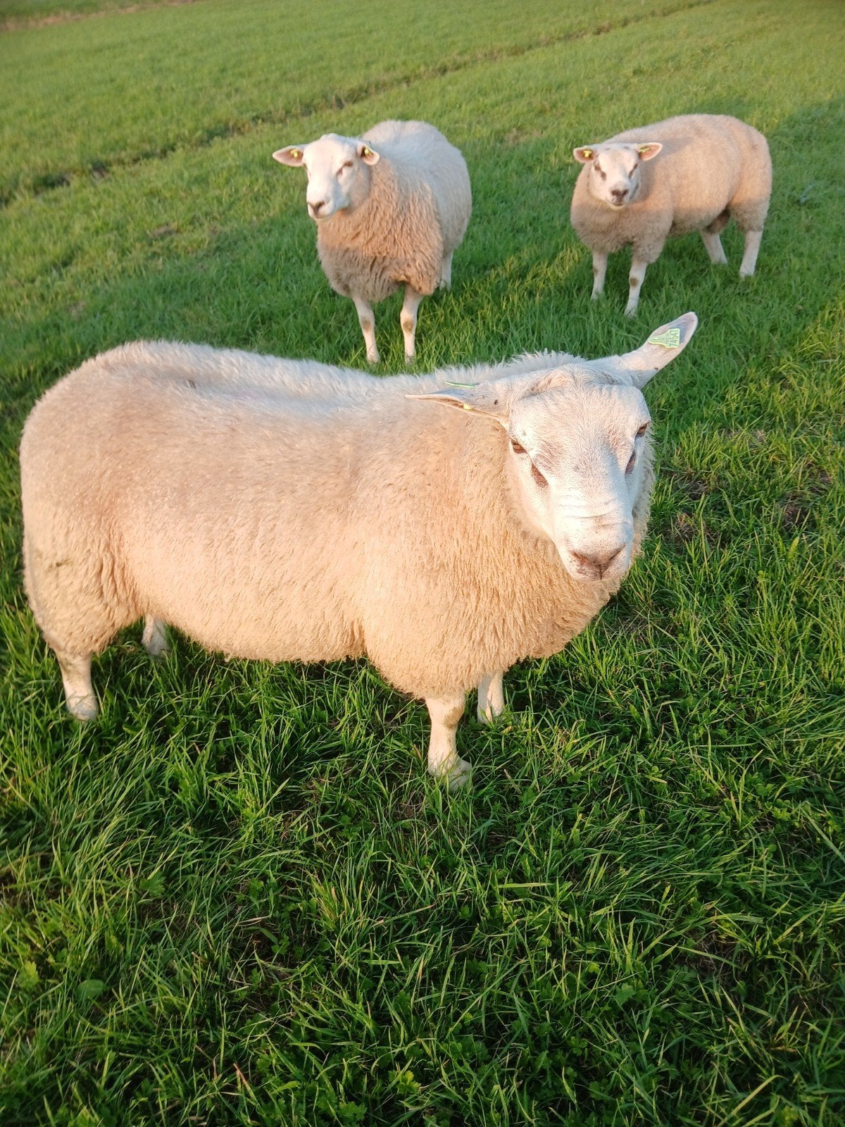 Swifter dek rammen., Mannelijk, Schaap