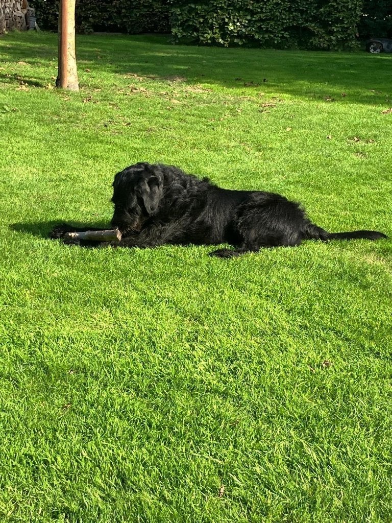 Labradoodle (M) met spoed aangeboden, Teef, Eén hond, Nederland, Particulier