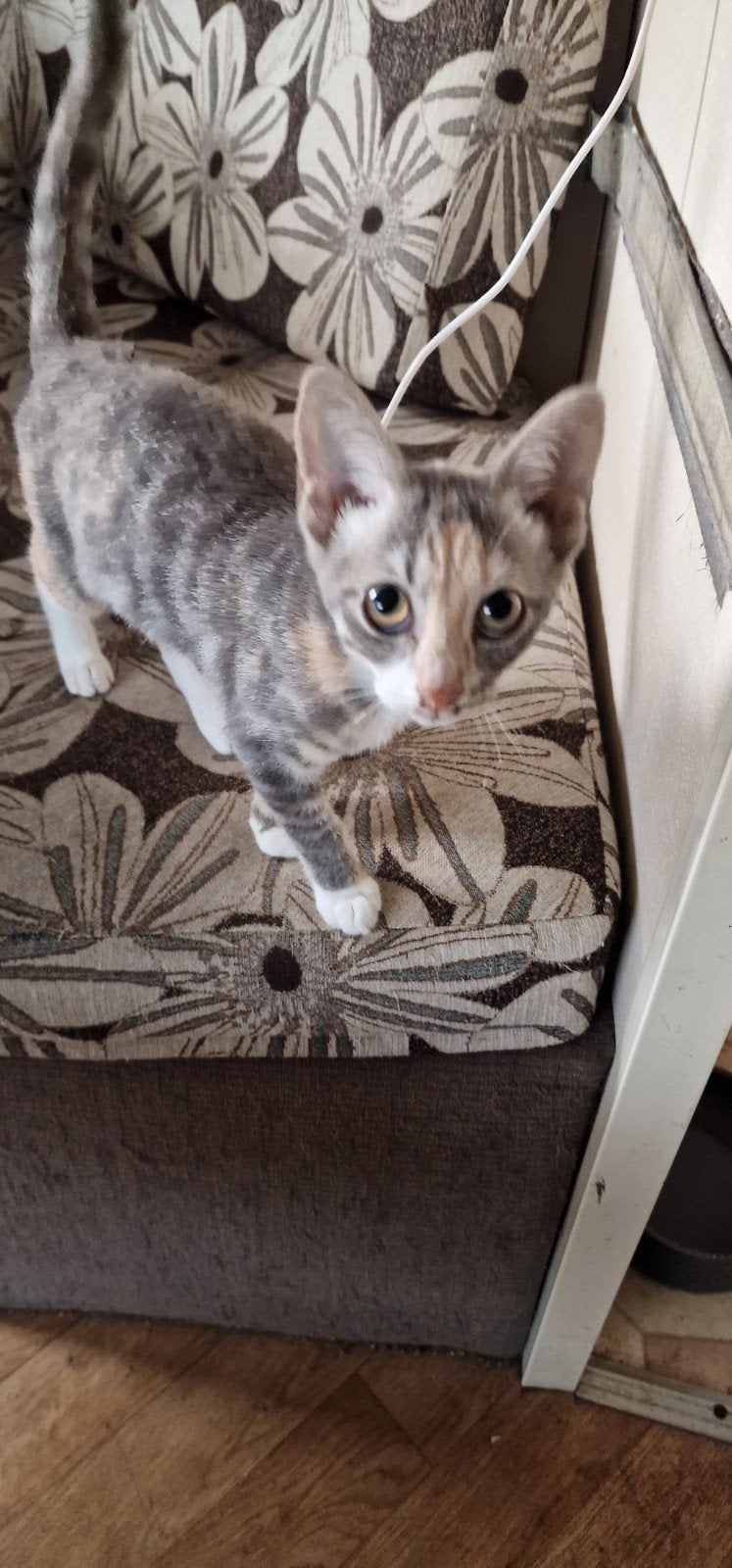 kittens, Dieren en Toebehoren, Meerdere dieren, Kortharig, 0 tot 2 jaar