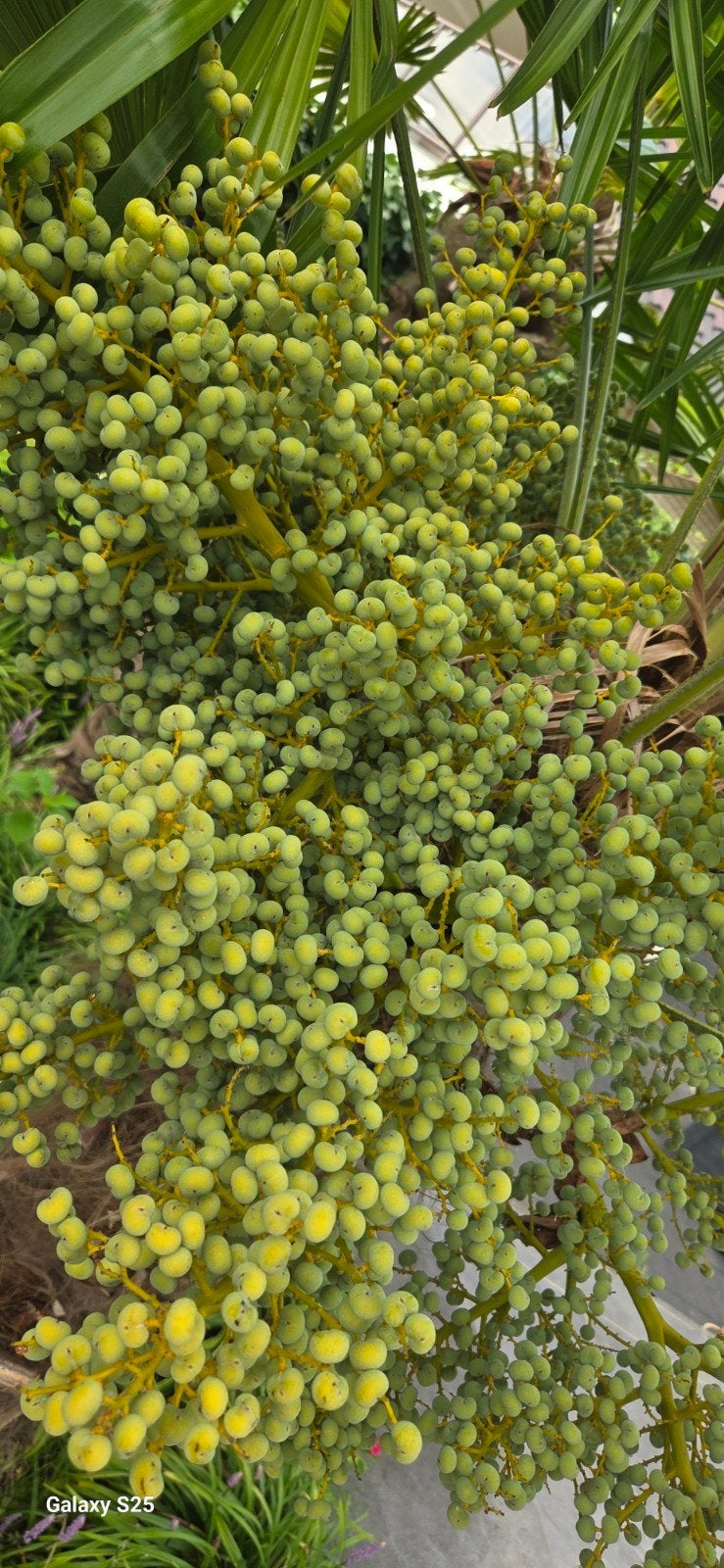 12 Volle Dadeltakken - Verse Groene Dadels, Ophalen of Verzenden, Fruitplanten, Volle zon