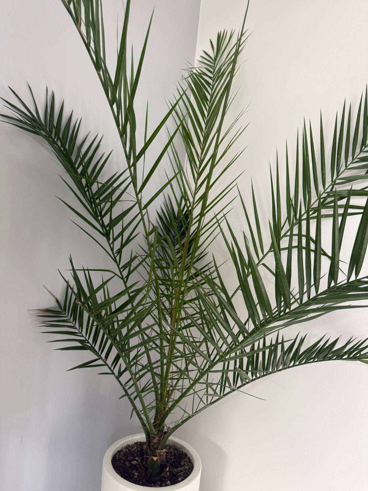 Grote Phoenix palm – mooie volle palm – zonder sierpot, Ophalen, Bolboom, 100 tot 250 cm