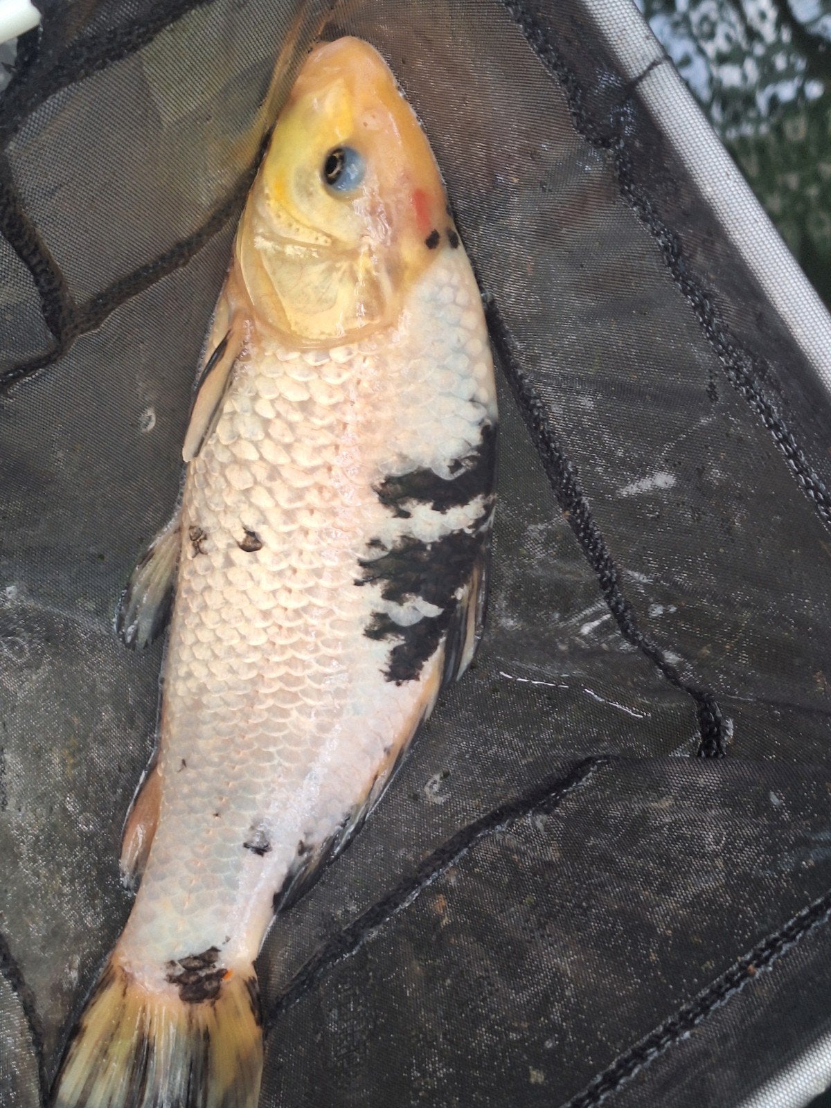 Koi karper 30 cm, Karper of Koi