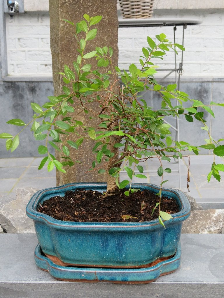 bonbon bonzai, Ophalen, Halfschaduw, In pot, Minder dan 100 cm