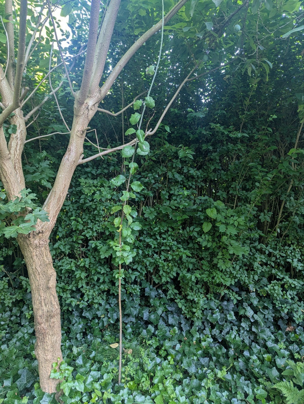 Pruimenboom, Ophalen, Volle zon, Overige soorten