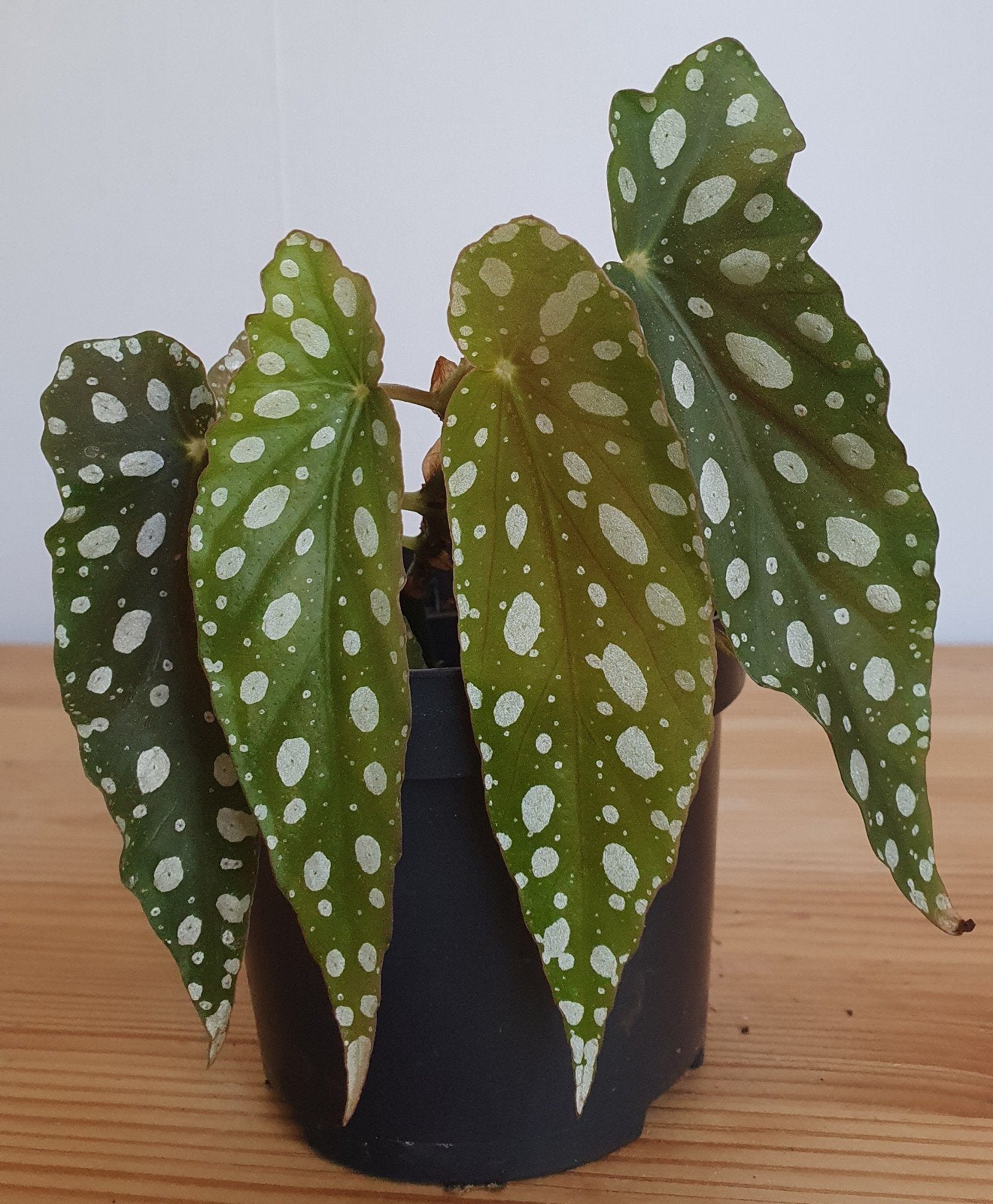 Stippenbegonia Tamaya plant
Kleine witte stippen
Makkelijk k, Ophalen, Halfschaduw, Minder dan 100 cm