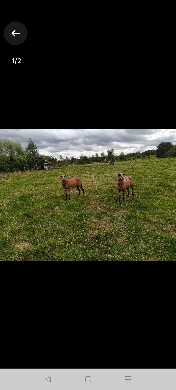 2 eenjarige ooien Barbados Black Belly haarschaap, Vrouwelijk, Schaap, 0 tot 2 jaar