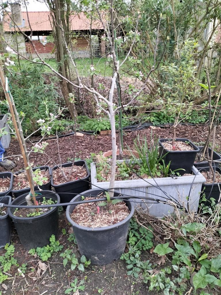 Vijgen boom  uit biokweek, Bloeit niet, Overige soorten, 100 tot 250 cm, Ophalen