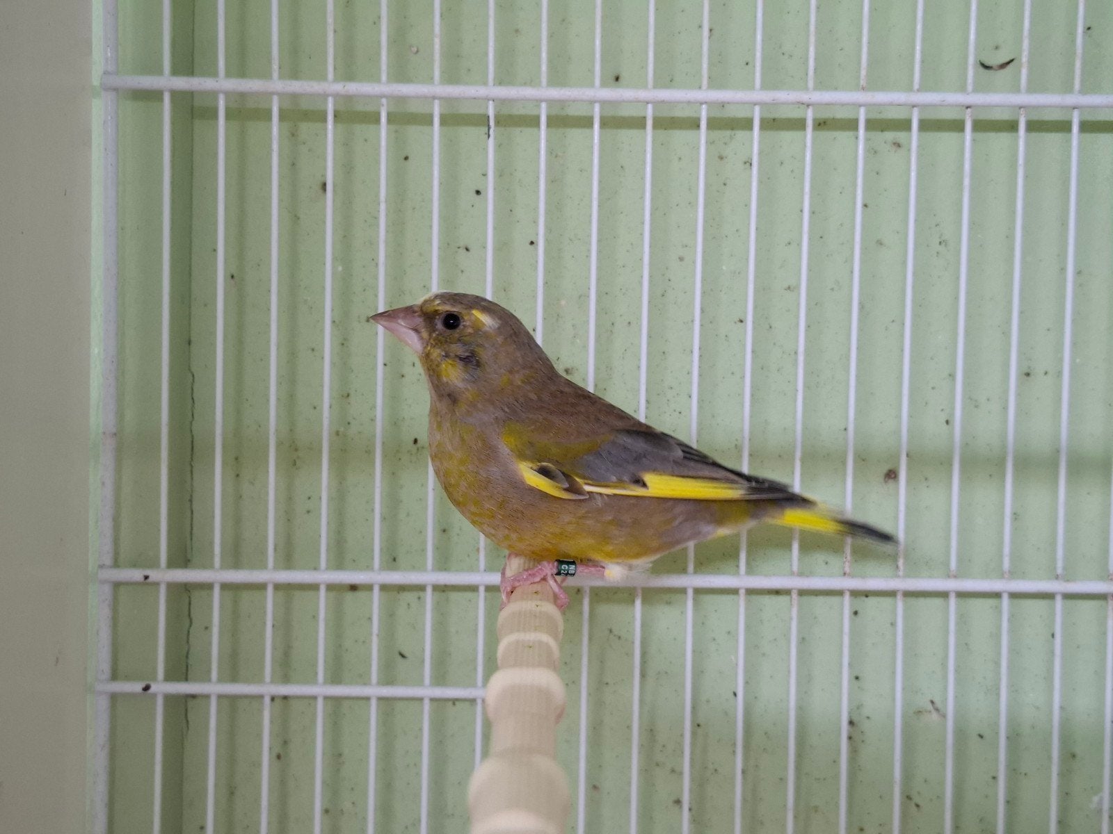 Koppel groenlingen, Meerdere dieren, Geringd