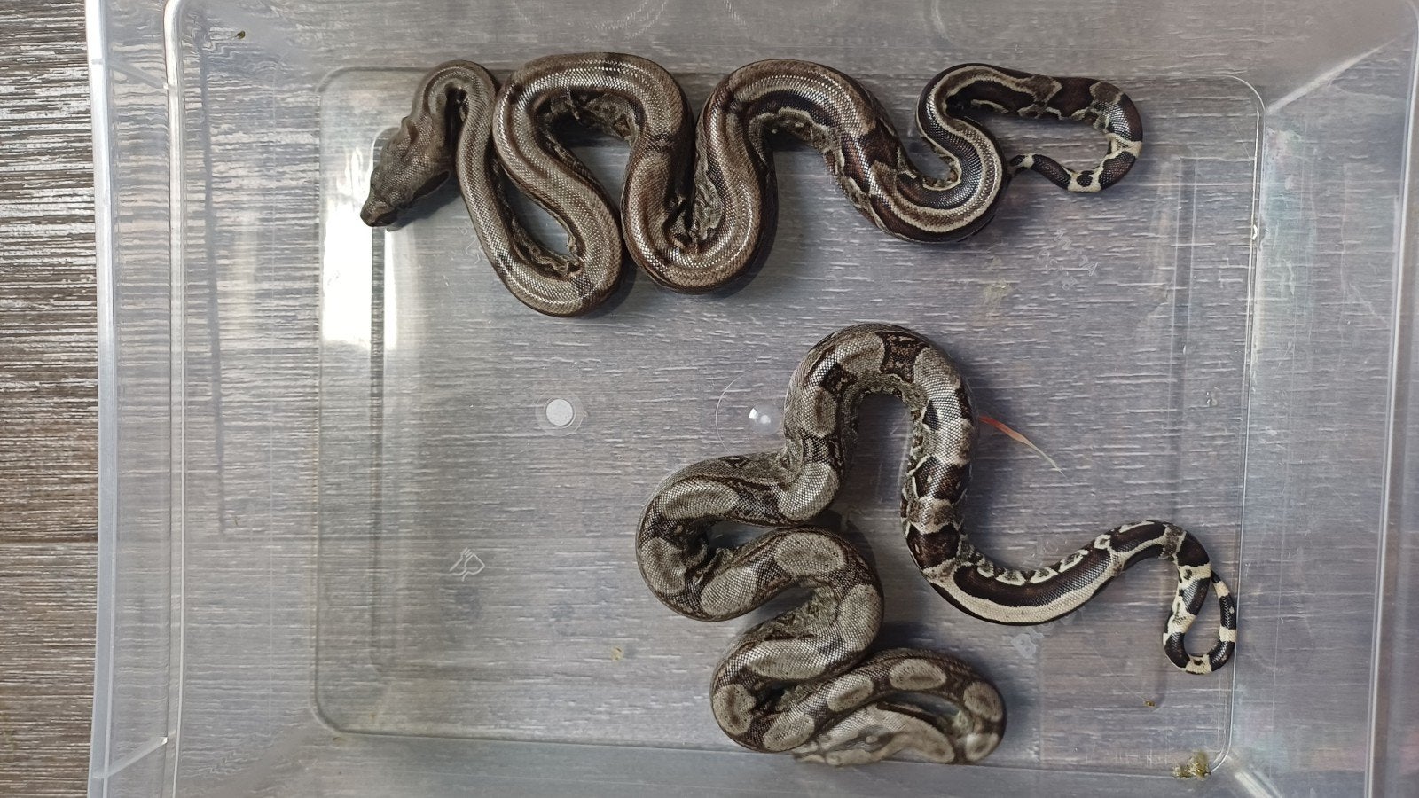 Boa constrictor  poss het Albino Leopard, Slang, 0 tot 2 jaar