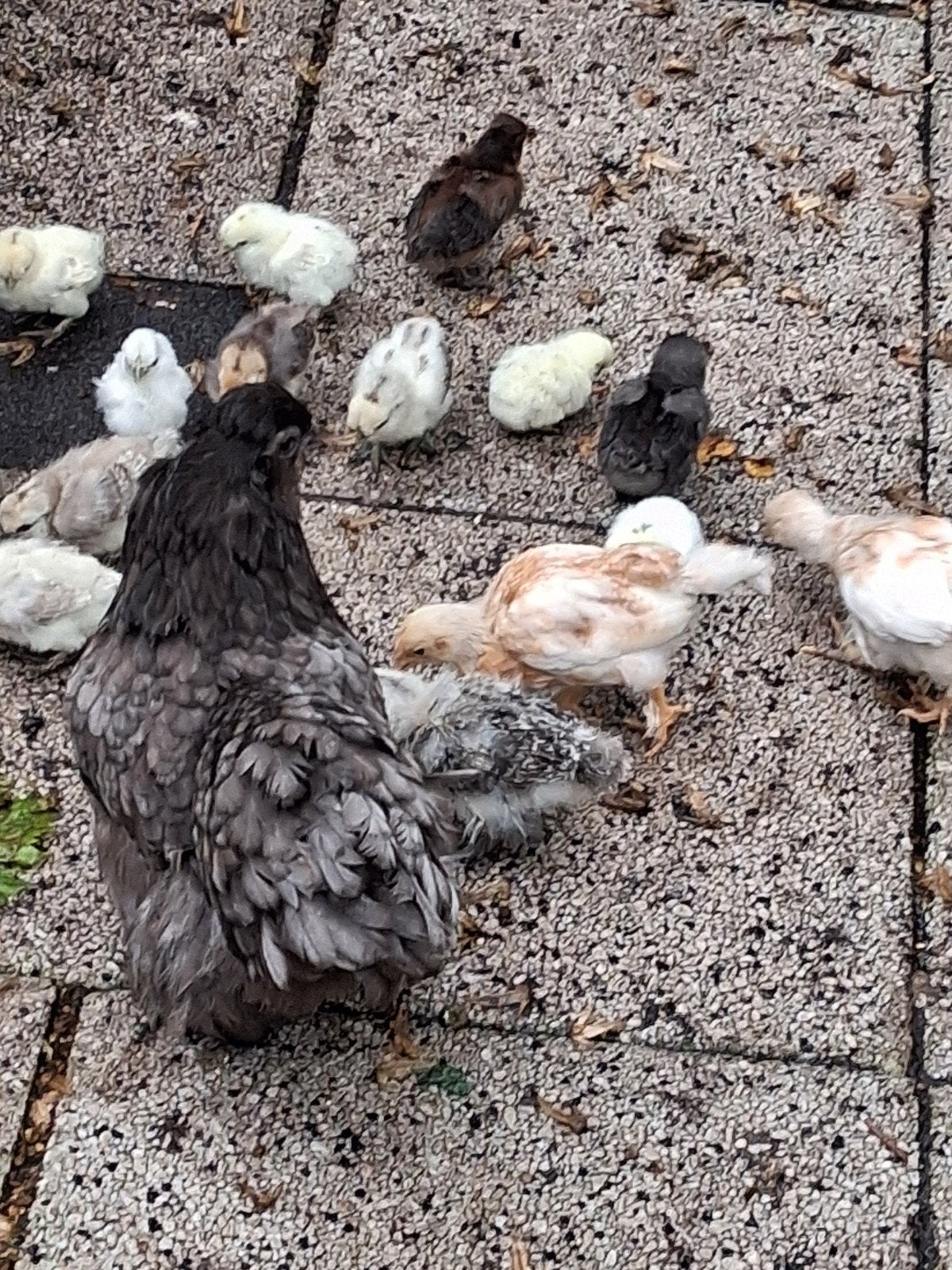 Diverse jonge kippen 3 voor 10.00 of 5.00 per.stuk zie besch, Dieren en Toebehoren, Meerdere dieren, Kip