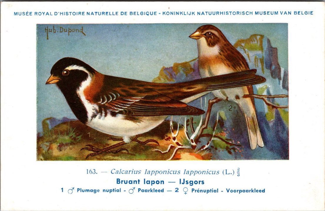 IJsgors / Lapland Longspur – Nº 163 – (KBIN / IRSNB), Verzamelen, Verzenden, 1940 tot 1960, Ongelopen, Vogel