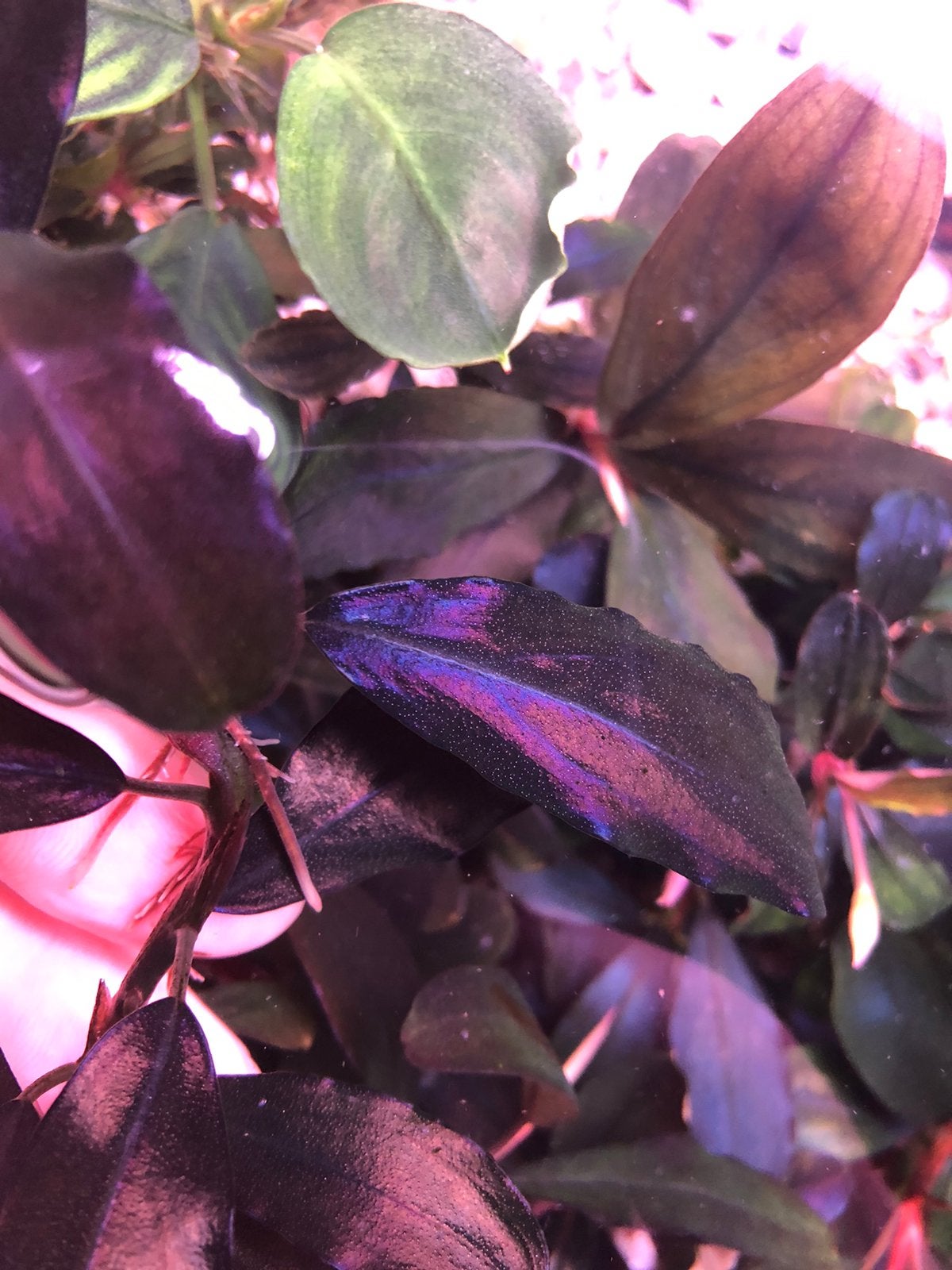 Bucephalandra Purple blue, Ophalen of Verzenden, Plant(en), Steen of Hout