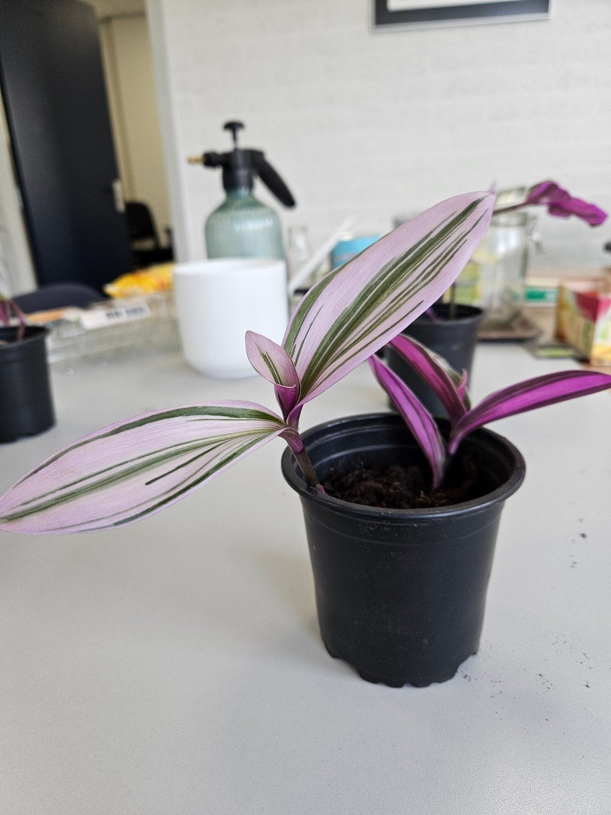 Laatste 6 Tradescantia Nanouk plantjes, in prima conditie, Huis en Inrichting, Ophalen of Verzenden, Overige soorten, Halfschaduw