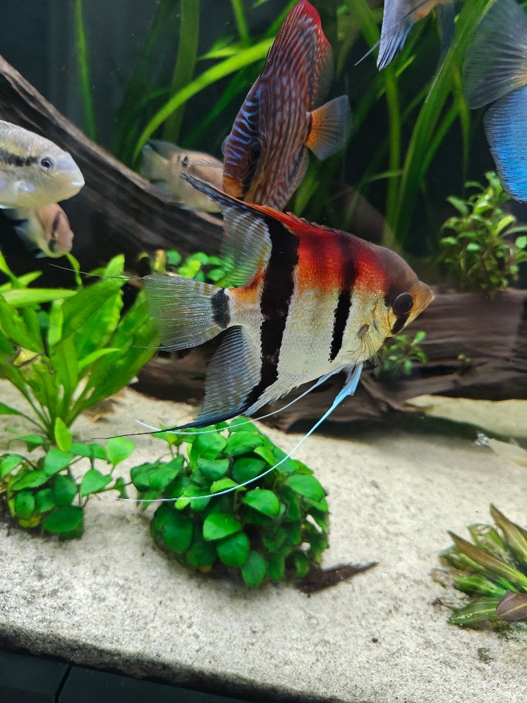 4x Pterophyllum scalare Redback maanvis, Dieren en Toebehoren, Vissen | Aquariumvissen, Vis