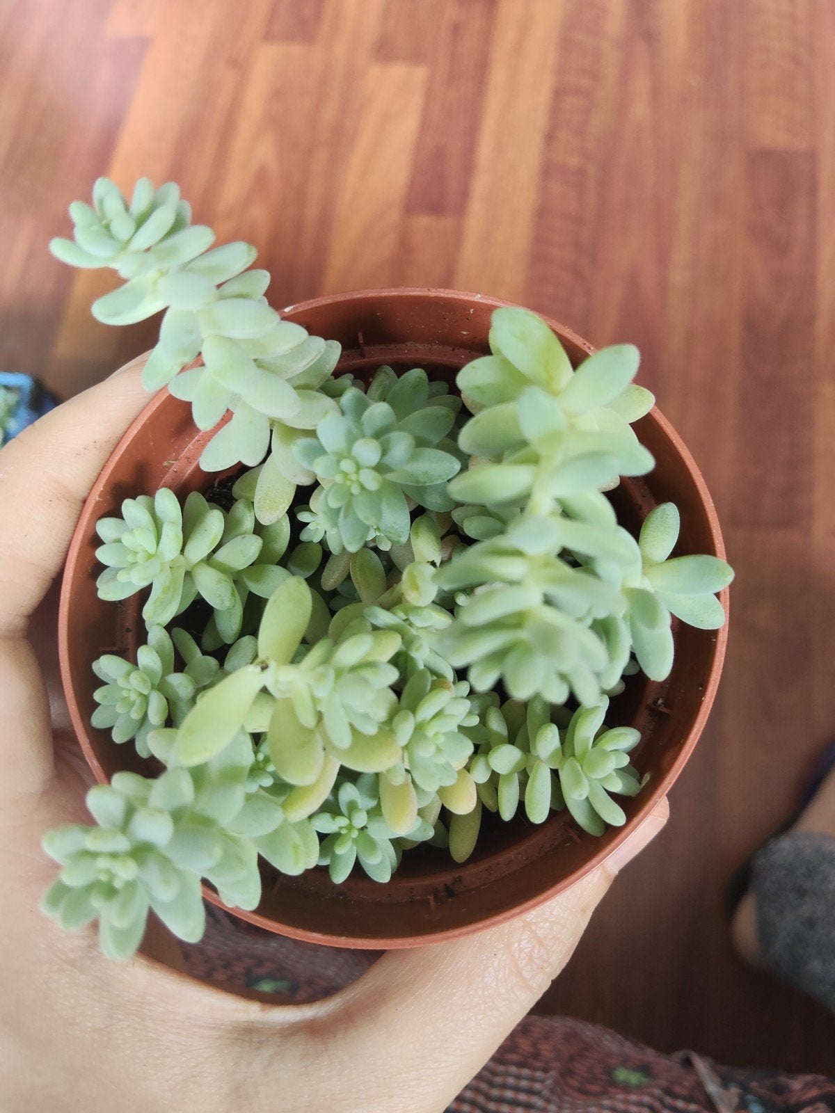 Sedum 'Little Sun' | 6cm potted plants, Vetplant, Ophalen of Verzenden, In pot, Minder dan 100 cm