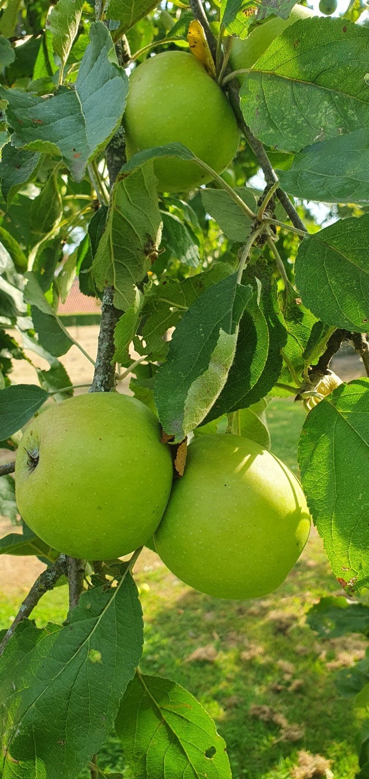 appels onbespoten, Ophalen