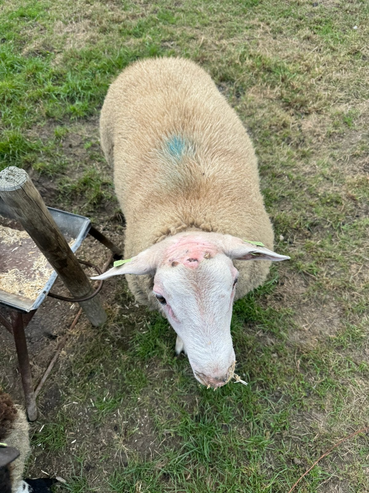Mooie Dek Rammen schapen bonte en 1 witte, Dieren en Toebehoren, Mannelijk, Schaap
