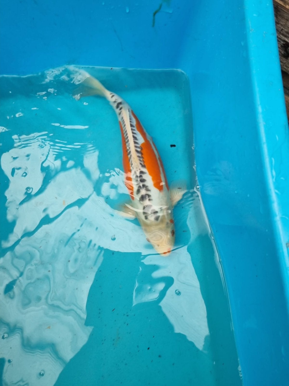 Te koop japanse koi shusui 38cm, Karper of Koi