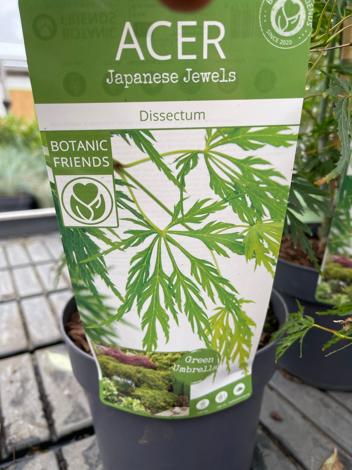 Esdoorn Dissectum - Japanse Jewels (Acer palmatum), Tuin en Terras, Planten | Tuinplanten, Vaste plant, Bloeit niet, Halfschaduw
