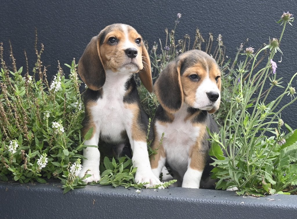 Prachtige Beagle pups met stamboom !, Dieren en Toebehoren, Honden | Beagles, Bassets en Lopende honden, Parvo, Overige rassen