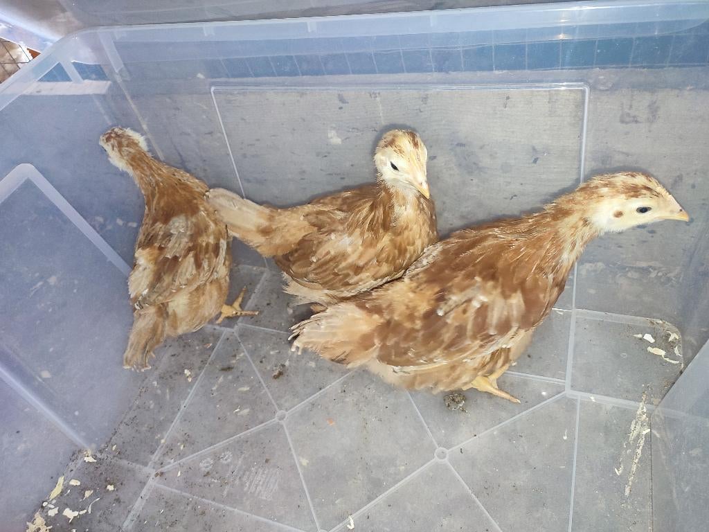 Jonge New Hampshire kippen, Dieren en Toebehoren, Geslacht onbekend, Kip