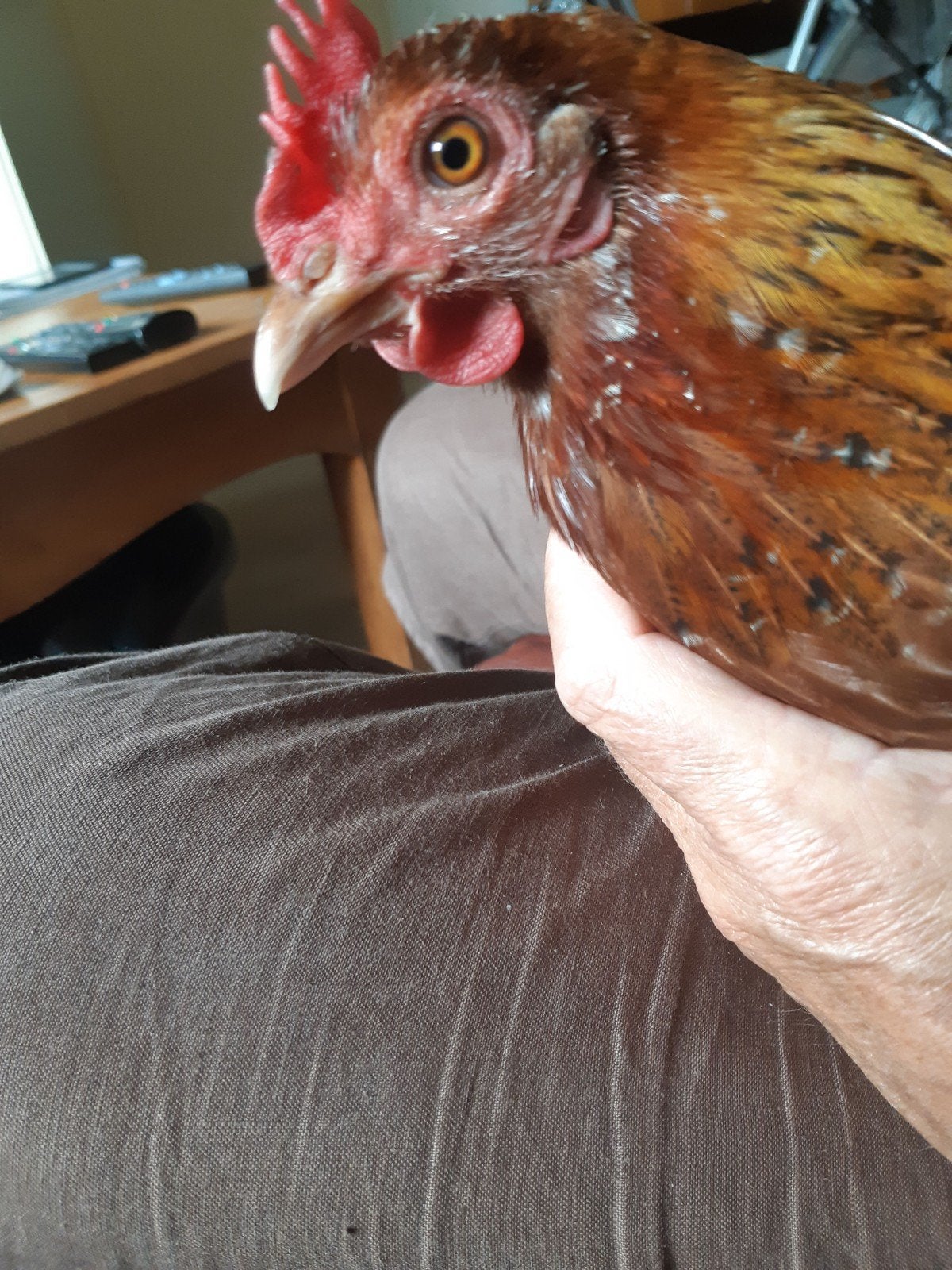 Graties, Dieren en Toebehoren, Pluimvee, Vrouwelijk, Kip