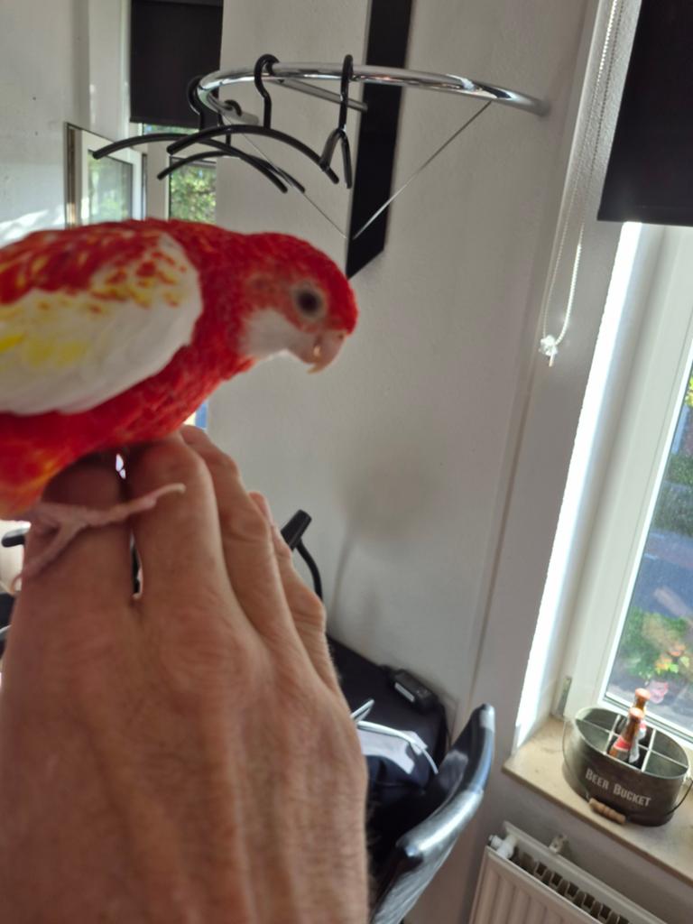 Rosella rubina handtam, Dieren en Toebehoren, Geslacht onbekend, Parkiet, Tam