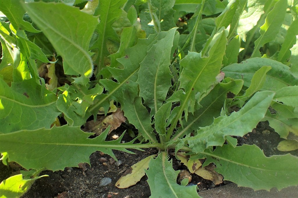 Foto 5 van Cichorium intybus - cichorei, Bio