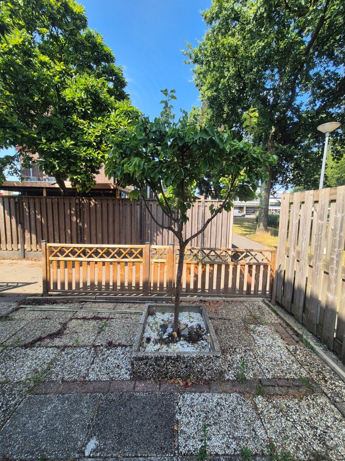 Prachtige abrikozenboom - Ideaal voor uw tuin!, Overige soorten, Lente, 100 tot 250 cm, Ophalen
