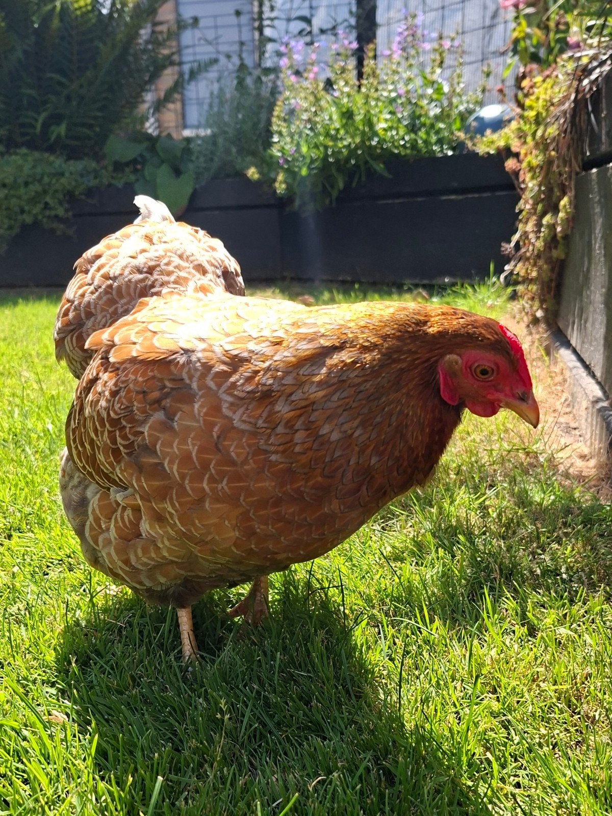 Wyandotte kriel kippen. Goud blauw gezoomd, Dieren en Toebehoren, Pluimvee, Vrouwelijk, Kip
